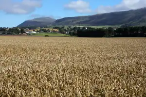 Arable crops, Leven, Scotland