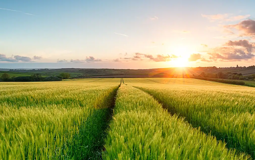 sunset over a barley field