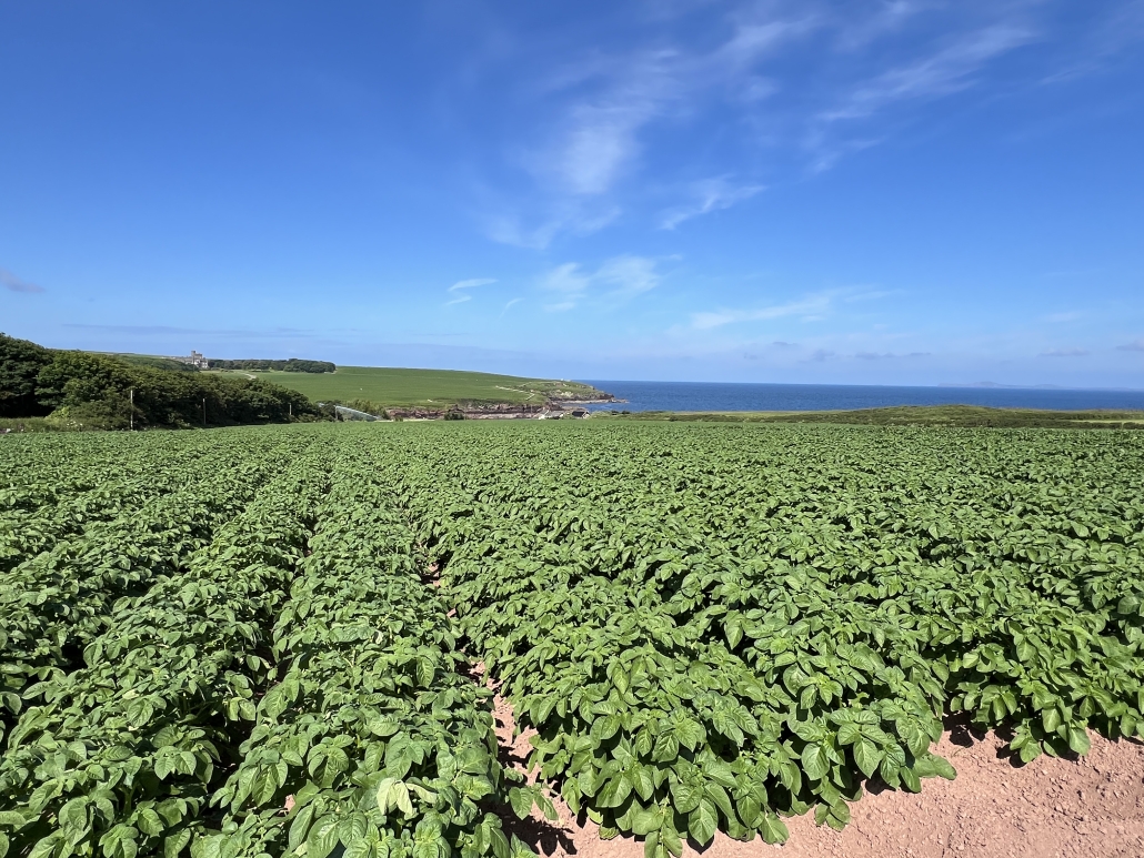 Wales LENs_potato farms_01