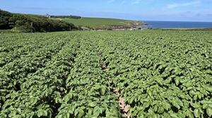potato farm in Wales