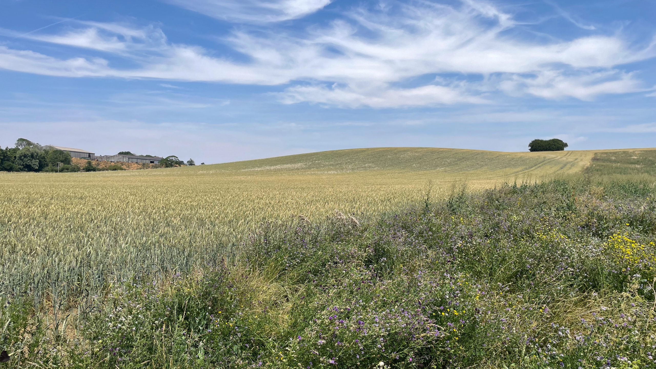 donkins-farm Cover crops and wheat on Donkins Farm.