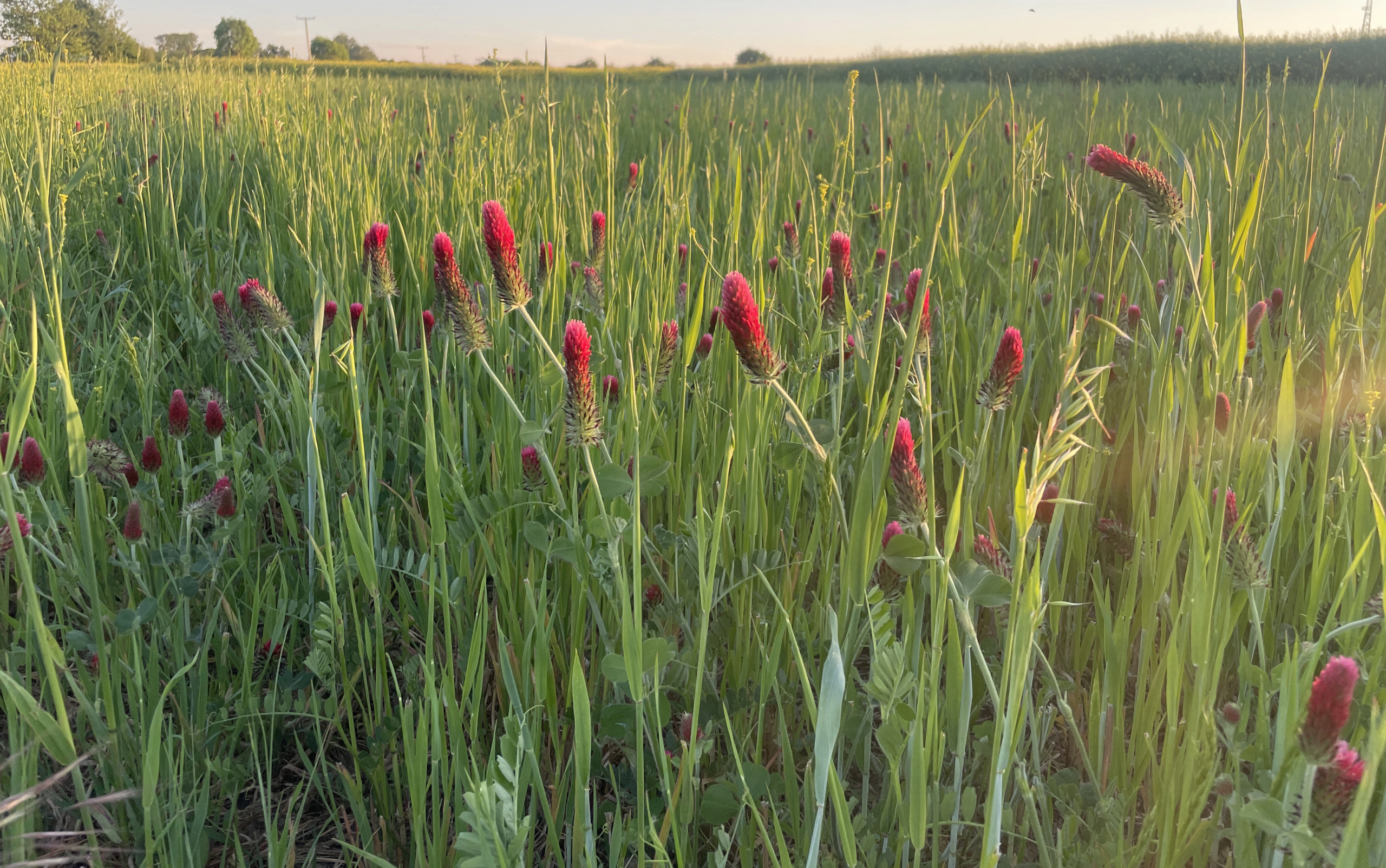 impact-report-cover-image_eoe-j-clachan-cover-crops