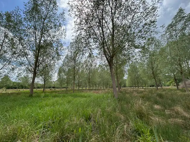 A view of a willow tree plantation funded by LENs
